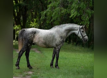 Welsh-D, Hongre, 8 Ans, 142 cm, Gris