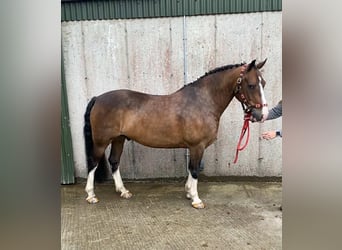 Welsh-D, Hongre, 9 Ans, 140 cm, Bai cerise