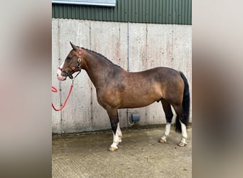 Welsh-D, Hongre, 9 Ans, 140 cm, Bai cerise