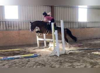 Welsh-D, Hongre, 9 Ans, 140 cm, Bai cerise