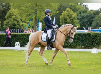 Welsh-D, Hongre, 9 Ans, 145 cm, Palomino