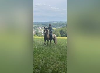 Welsh-D, Hongre, 9 Ans, 150 cm, Palomino