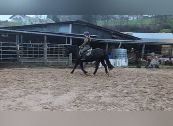 Welsh-D, Jument, 16 Ans, 152 cm, Noir