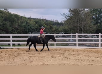 Welsh-D, Jument, 17 Ans, 150 cm, Noir