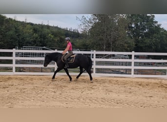 Welsh-D, Jument, 17 Ans, 150 cm, Noir