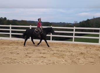 Welsh-D, Jument, 17 Ans, 150 cm, Noir