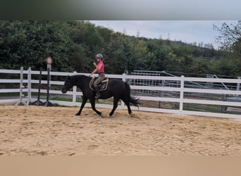 Welsh-D, Jument, 17 Ans, 150 cm, Noir