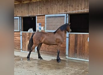 Welsh-D, Jument, 1 Année, 151 cm, Bai brun