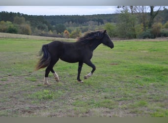 Welsh-D, Jument, 2 Ans, Noir