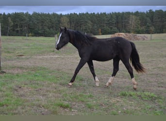 Welsh-D, Jument, 2 Ans, Noir