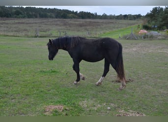 Welsh-D, Jument, 2 Ans, Noir