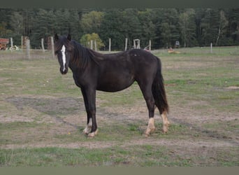 Welsh-D, Jument, 2 Ans, Noir