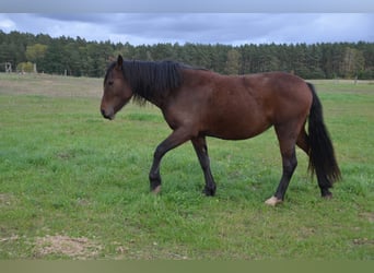 Welsh-D, Jument, 3 Ans, 141 cm, Bai