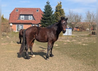 Welsh-D, Jument, 3 Ans, 141 cm, Bai