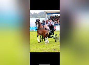 Welsh-D, Jument, 3 Ans, 144 cm, Bai
