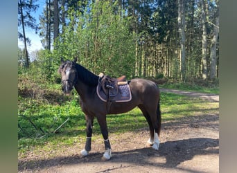 Welsh-D, Jument, 3 Ans, 148 cm, Noir
