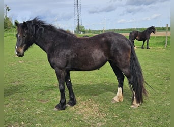 Welsh-D, Jument, 3 Ans, 150 cm