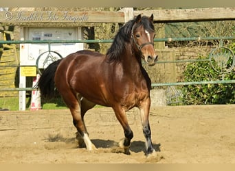 Welsh-D, Jument, 3 Ans, 153 cm, Bai