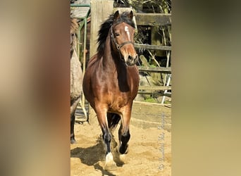 Welsh-D, Jument, 3 Ans, 153 cm, Bai