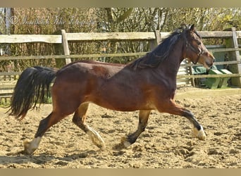 Welsh-D, Jument, 3 Ans, 153 cm, Bai