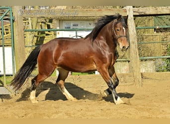 Welsh-D, Jument, 3 Ans, 153 cm, Bai