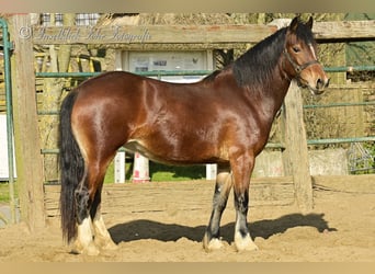 Welsh-D, Jument, 3 Ans, 153 cm, Bai