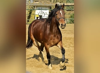 Welsh-D, Jument, 3 Ans, 153 cm, Bai