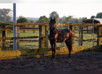 Welsh-D, Jument, 3 Ans, 155 cm, Bai brun