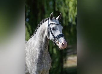 Welsh-D, Jument, 4 Ans, 142 cm, Rouan bleu