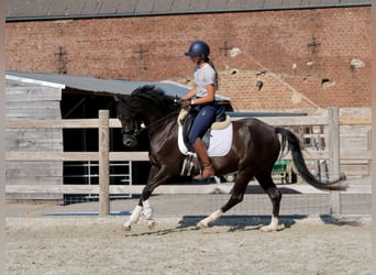 Welsh-D, Jument, 4 Ans, 144 cm, Noir