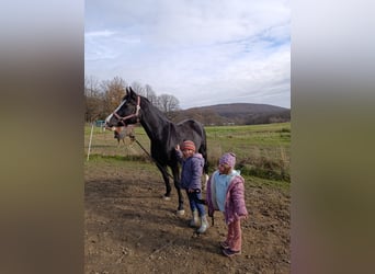 Welsh-D, Jument, 4 Ans, 149 cm, Noir