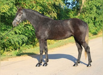 Welsh-D, Jument, 5 Ans, 142 cm, Gris