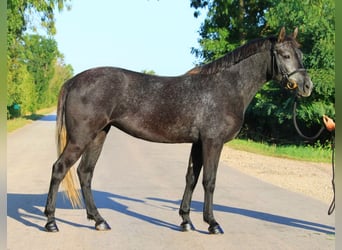 Welsh-D, Jument, 5 Ans, 142 cm, Gris