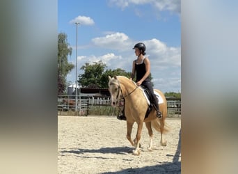 Welsh-D, Jument, 5 Ans, 147 cm, Palomino