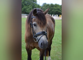 Welsh-D, Jument, 5 Ans, 149 cm, Buckskin