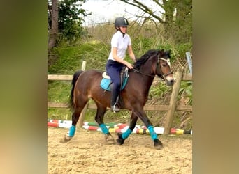 Welsh-D, Jument, 6 Ans, 142 cm, Bai brun