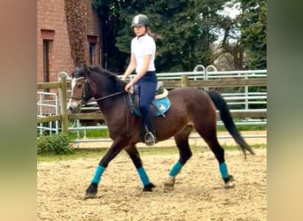 Welsh-D, Jument, 6 Ans, 142 cm, Bai brun