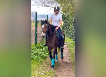 Welsh-D, Jument, 6 Ans, 142 cm, Bai brun