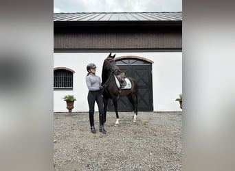 Welsh-D, Jument, 6 Ans, 144 cm, Bai brun