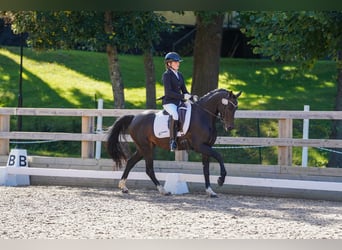 Welsh-D, Jument, 6 Ans, 144 cm, Bai brun
