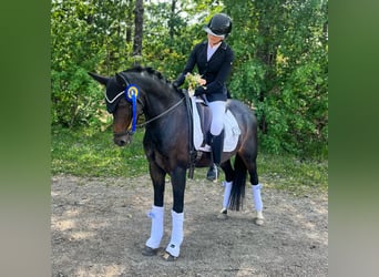 Welsh-D, Jument, 6 Ans, 144 cm, Bai brun