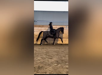 Welsh-D, Jument, 6 Ans, 144 cm, Bai brun