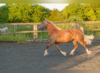 Welsh-D, Jument, 6 Ans, 148 cm, Alezan