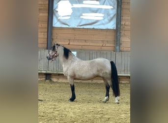 Welsh-D, Jument, 6 Ans, 148 cm, Buckskin