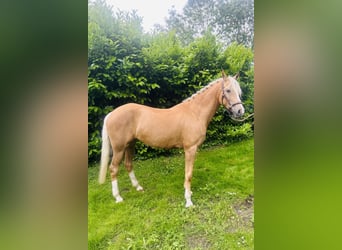 Welsh-D, Jument, 7 Ans, 148 cm, Palomino
