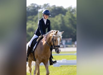 Welsh-D, Jument, 7 Ans, 148 cm, Palomino
