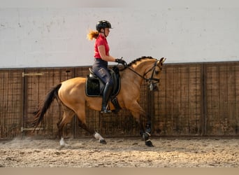 Welsh-D, Jument, 8 Ans, 147 cm, Buckskin