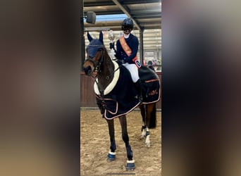 Welsh-D, Jument, 8 Ans, 148 cm, Bai brun