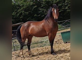 Welsh-D, Jument, 8 Ans, 156 cm, Bai