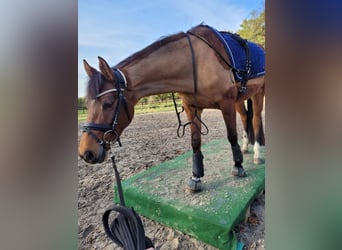 Welsh-D, Jument, 9 Ans, 146 cm, Bai